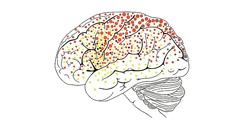 Ciências da Vida - Imagens da Função Cerebral